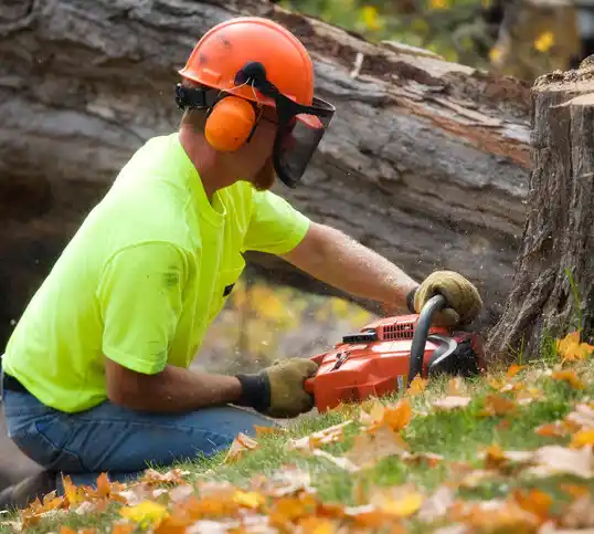 tree services Friendship Heights Village